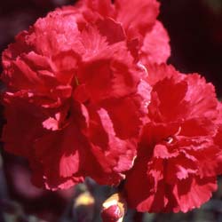 Oeillet mignardise rouge / Dianthus plumarius Rubra